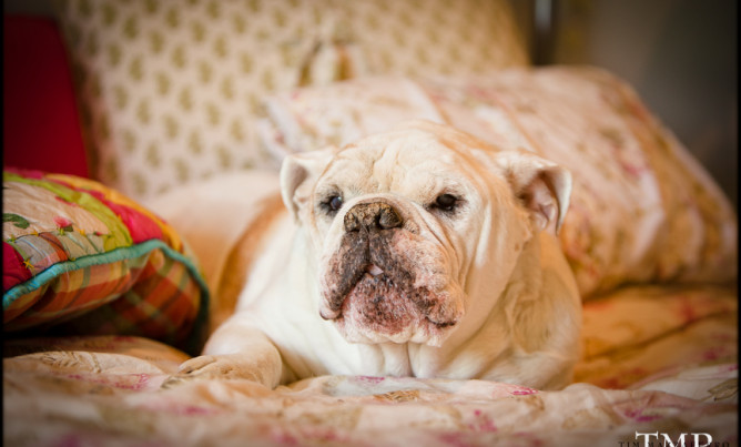 “TAIL”-oring Your House for Pets